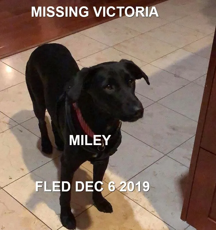 HAPPY TAILS - VICTORIA - DEC. 6/19
