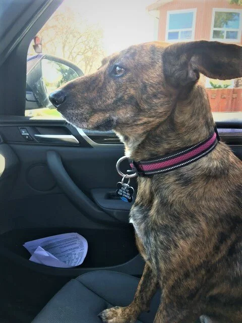 HAPPY TAILS - SAANICH - DEC. 10/19