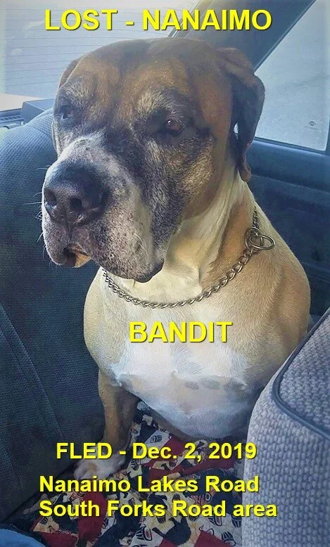 HAPPY TAILS - NANAIMO - DEC. 7/19