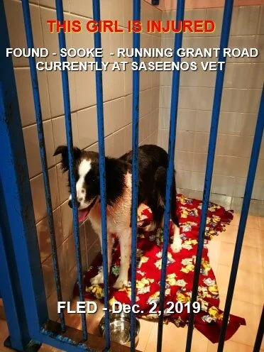 HAPPY TAILS - SOOKE BC- DEC 2/19