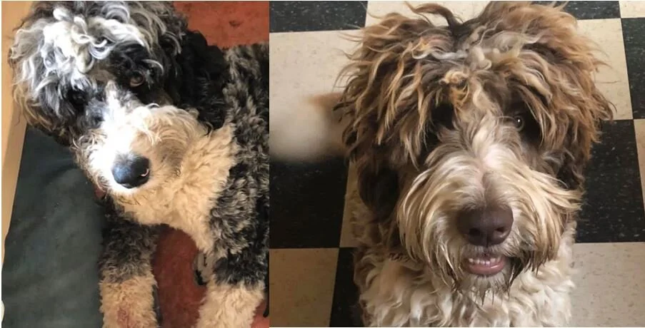 STILL MISSING - MERVILLE BC- OCT. 23/19