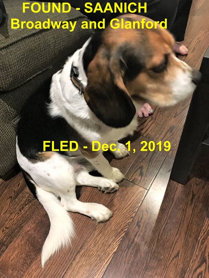 HAPPY TAILS - SAANICH, BC - DEC. 1/19