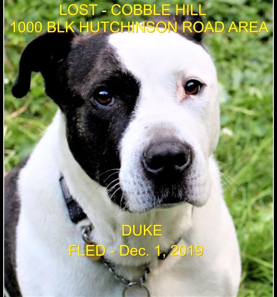 HAPPY TAILS - COBBLE HILL BC - NOV. 30/19