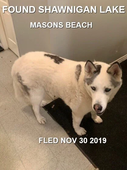 HAPPY TAILS - SHAWNIGAN LAKE BC - NOV. 30/19