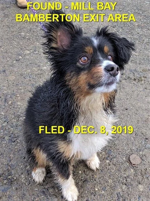 HAPPY TAILS - MILL BAY - DEC. 8, 2019