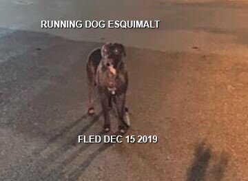 HAPPY TAILS - ESQUIMALT BC - DEC. 15/19