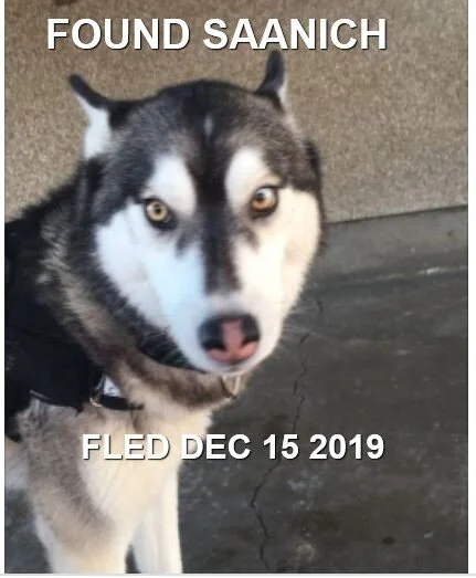 HAPPY TAILS - SAANICH, BC - DEC. 15/19