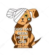 HIT BY CAR - SAANICH BC - OSCAR IS RECOVERING -DEC. 16/19