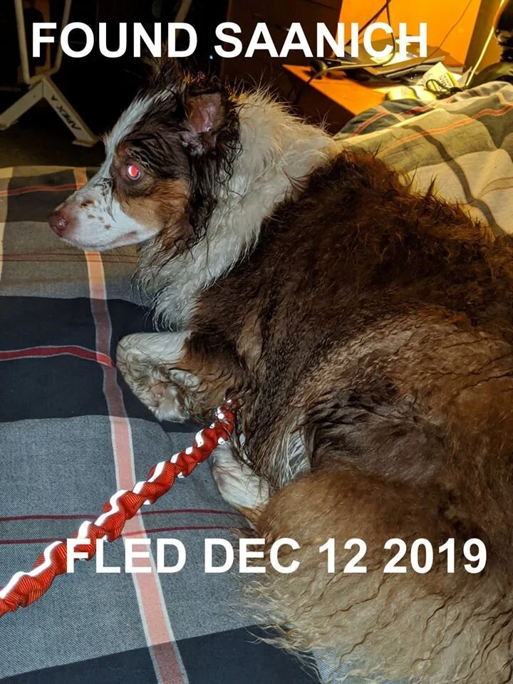 HAPPY TAILS - SAANICH BC - DEC.12 / 19