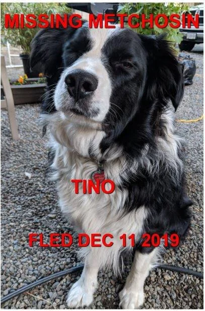 HAPPY TAILS - METCHOSIN BC - DEC. 11 / 19
