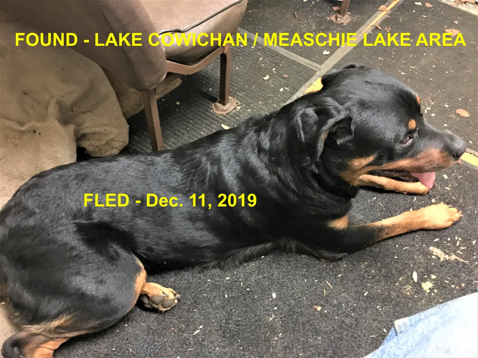 GONE TO SHELTER - LAKE COWICHAN BC - DEC. 11 / 19 