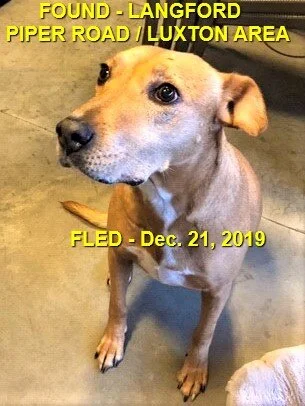 HAPPY TAILS - LANGFORD BC. - DEC. 21/19