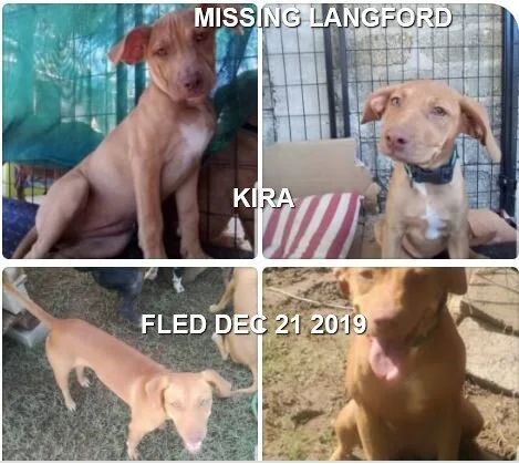 HAPPY TAILS - LANGFORD BC. - DEC. 22/19