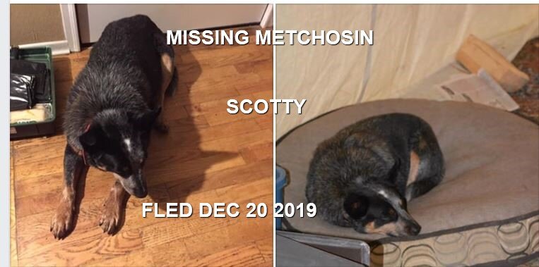 HAPPY TAILS - METCHOSIN BC. - DEC. 21/19