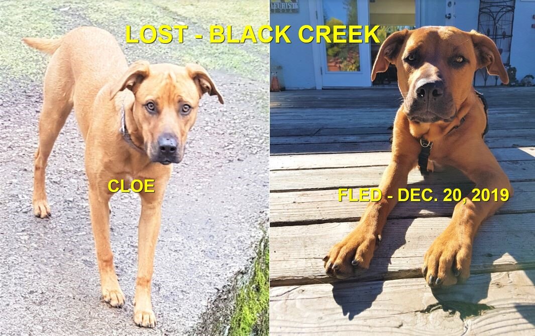 HAPPY TAILS - BLACK CREEK - DEC. 20/19