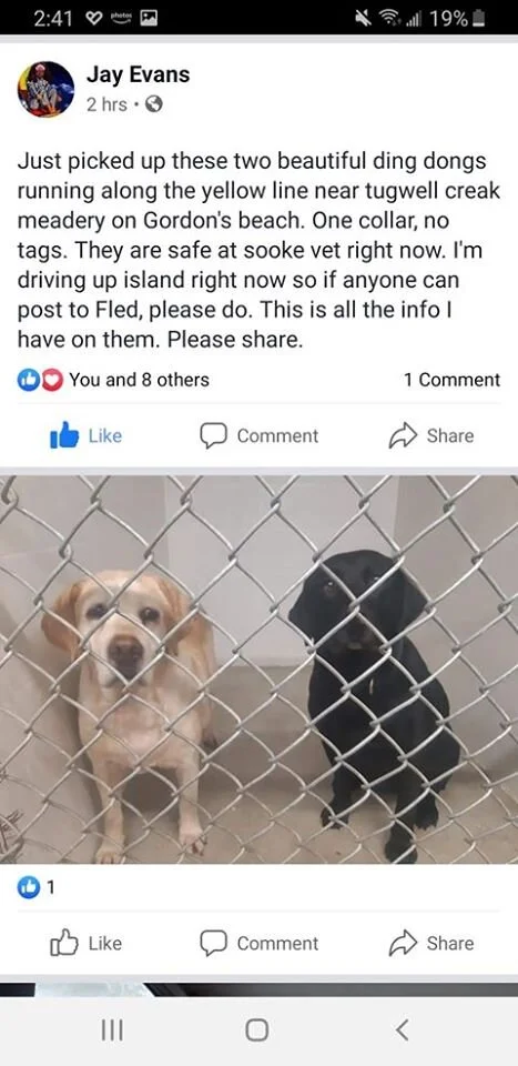 GONE TO SHELTER - DEC. 2019 - SOOKE BC.