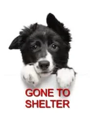 GONE TO SHELTER - DEC 2019 -SOOKE BC