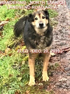 NOTHING MORE REPORTED - DEC. 20/19 - NORTH SAANICH BC