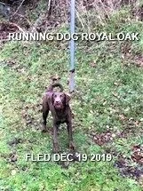 GONE TO SHELTER - DEC. 19/19 - SAANICH BC