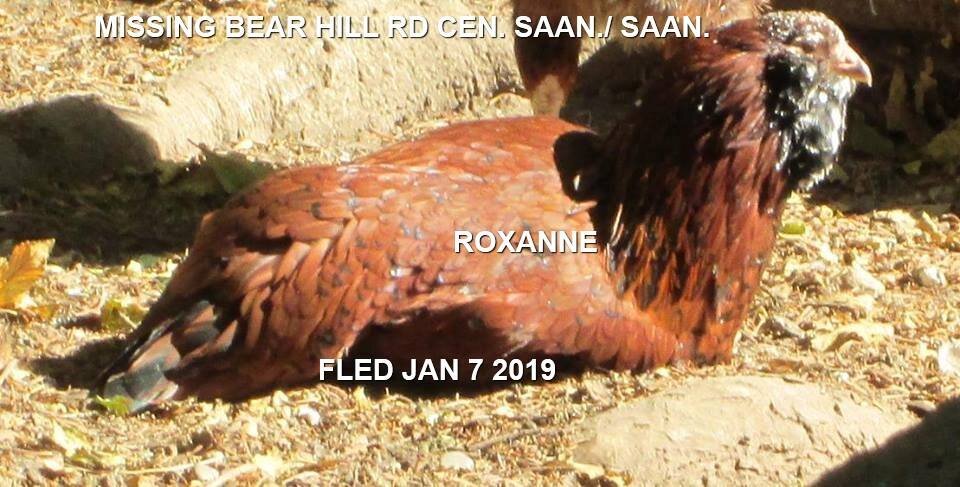 RAINBOW BRIDGE Jan. 2019 - CENTRAL SAANICH BC 