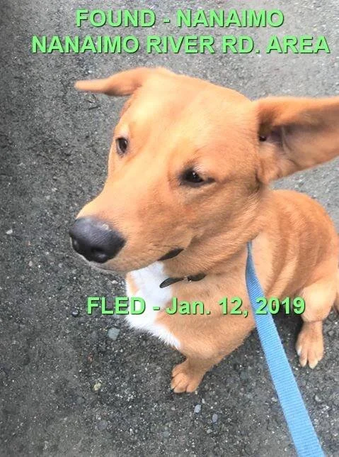 Went to Shelter - Jan. 2019 - NANAIMO BC
