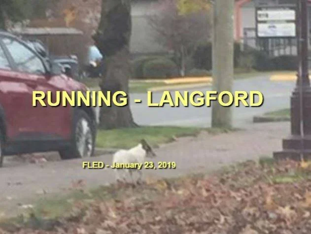 AT LARGE - JAN. 2019 - LANGFORD BC