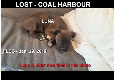 UNSOLVED - JAN 2019 - COAL HARBOUR BC