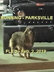 AT LARGE - FEB 2019 - PARKSVILLE BC