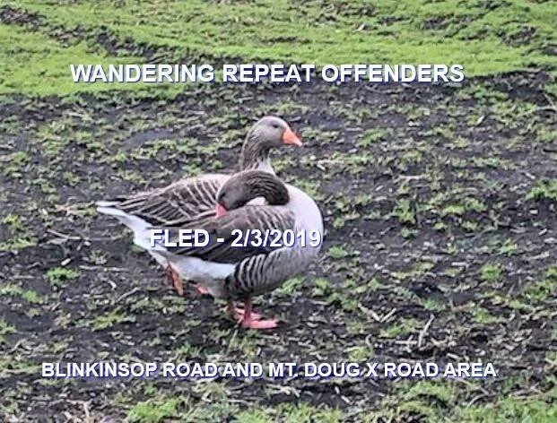 GEESE AT LARGE - FEB. 2019 - SAANICH BC