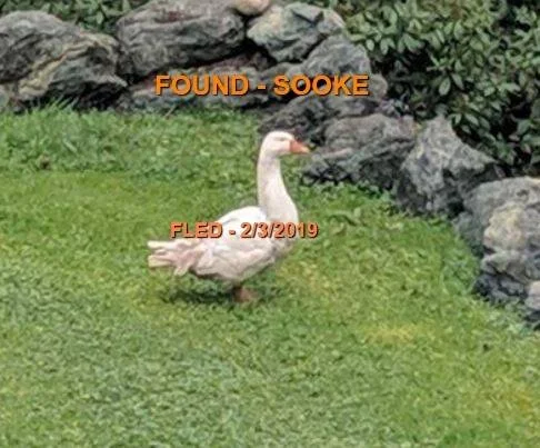 FOUND - FEB. 2019 - SOOKE BC