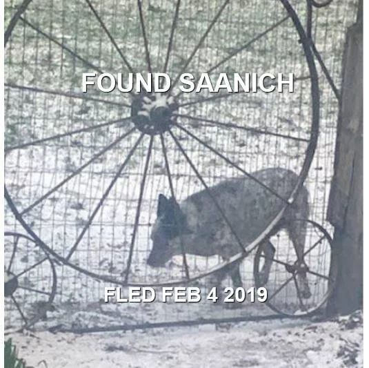 HAPPY TAILS - FEB. 2019 - SAANICH BC