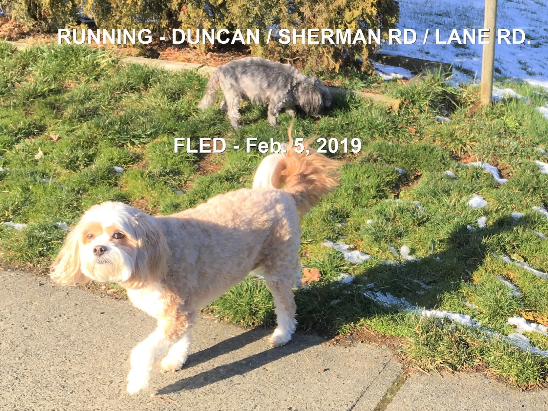 AT LARGE - FEB 2019 - DUNCAN BC