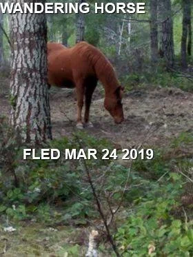 LOOSE HORSE - MAR. 2019 - COWICHAN VALLEY BC
