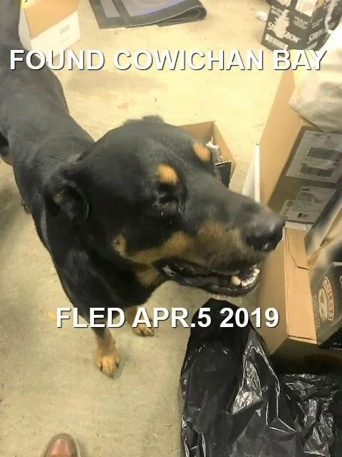 FOUND - APR. 2019 - COWICHAN BAY BC