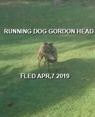 AT LARGE - APR. 2019 - GORDON HEAD BC