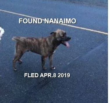 GONE TO SHELTER - APR. 2019 - NANAIMO BC