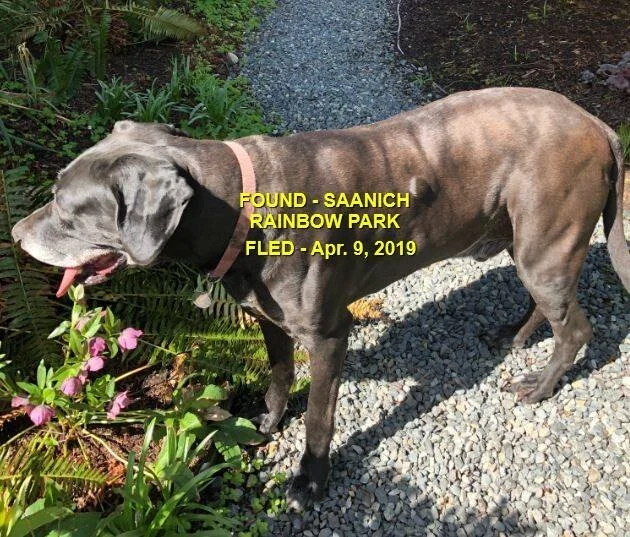 GONE TO SHELTER - APR. 2019 - SAANICH BC