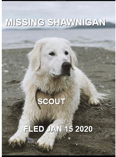 HAPPY TAILS - JAN. 15, 2020 - SHAWNIGAN LAKE BC
