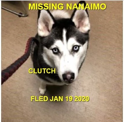 HAPPY TAILS - JAN. 19, 2020 - NANAIMO BC