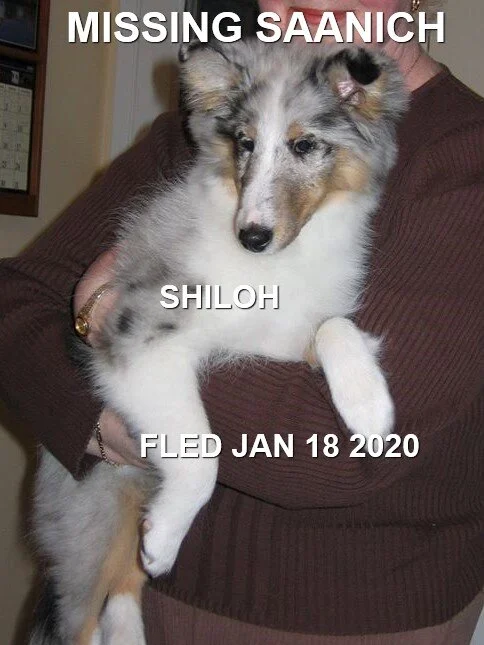 HAPPY TAILS - JAN. 19, 2020 - SAANICH BC