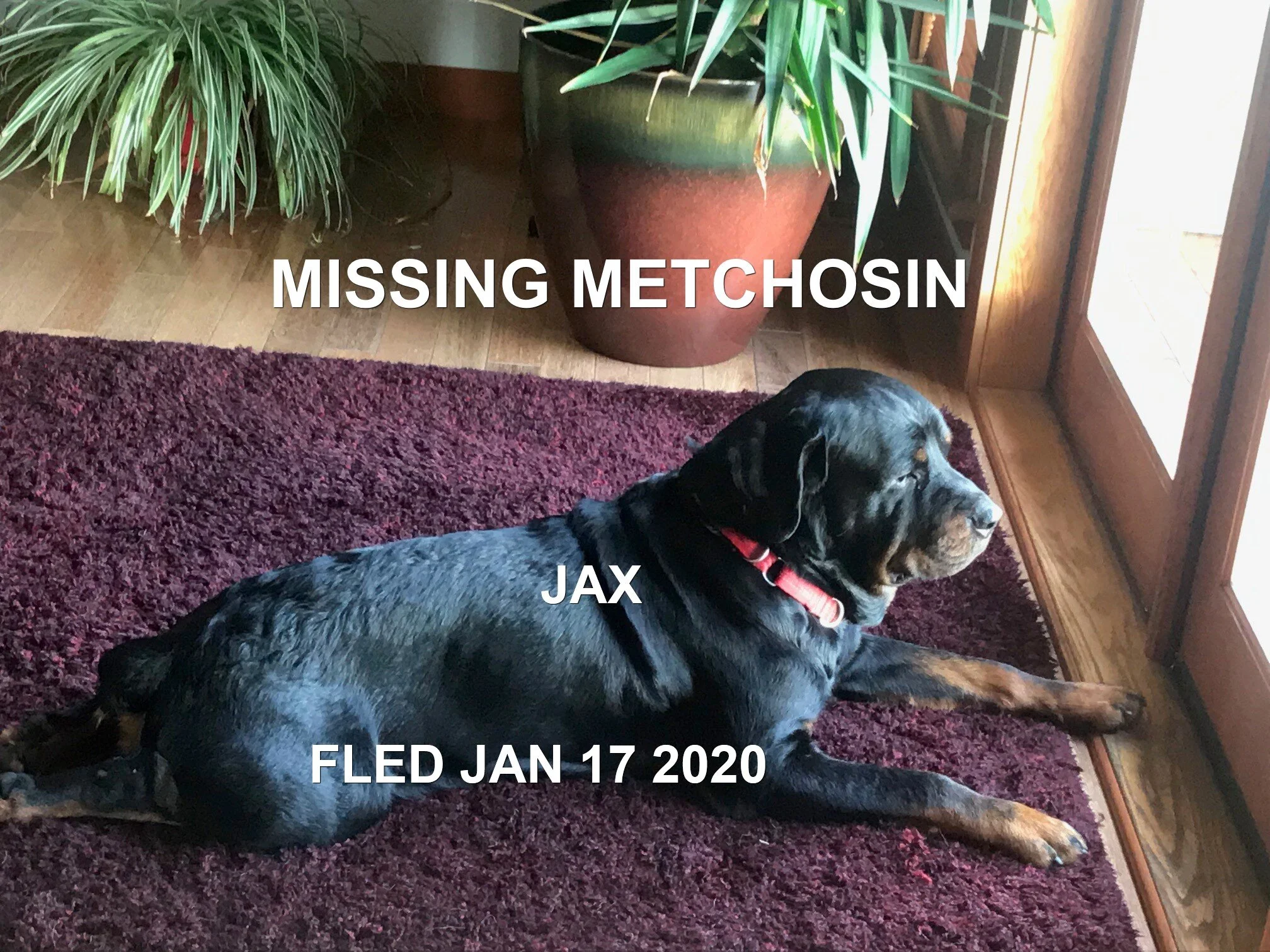 HAPPY TAILS - JAN. 17, 2020 - METCHOSIN BC