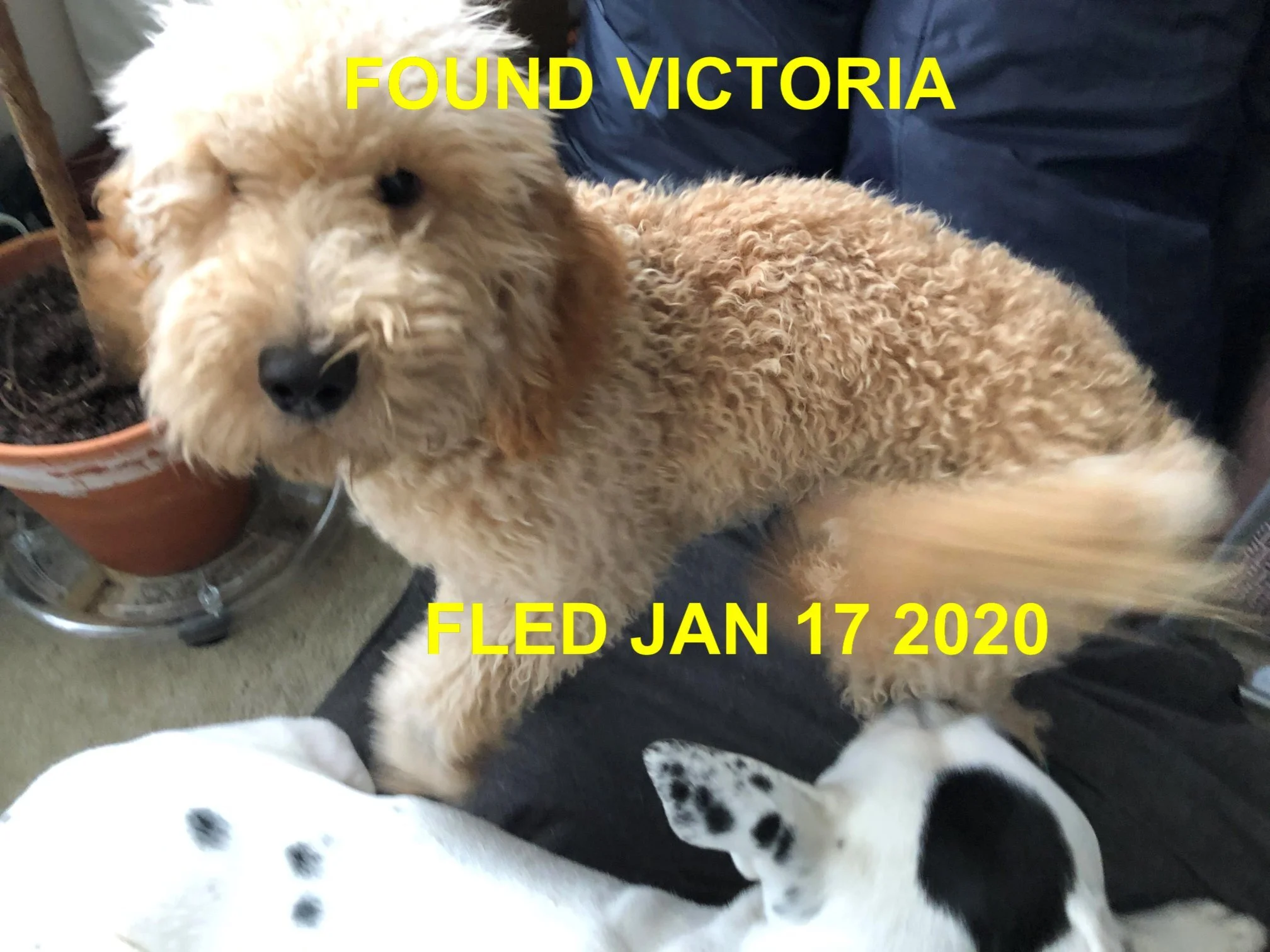 HAPPY TAIL - VICTORIA - JAN. 18, 2020