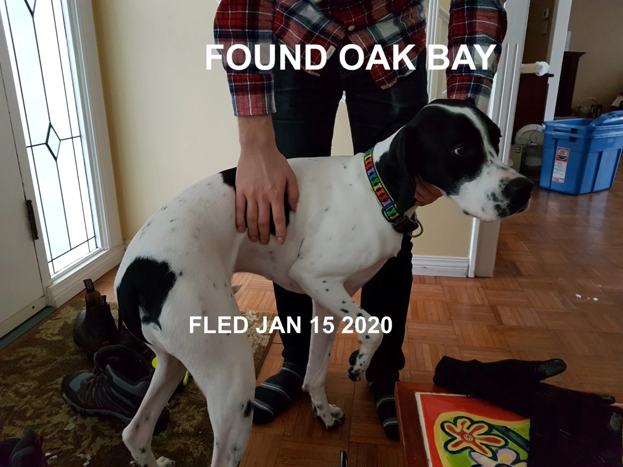 HAPPY TAILS - JAN. 15, 2020 - OAK BAY, BC