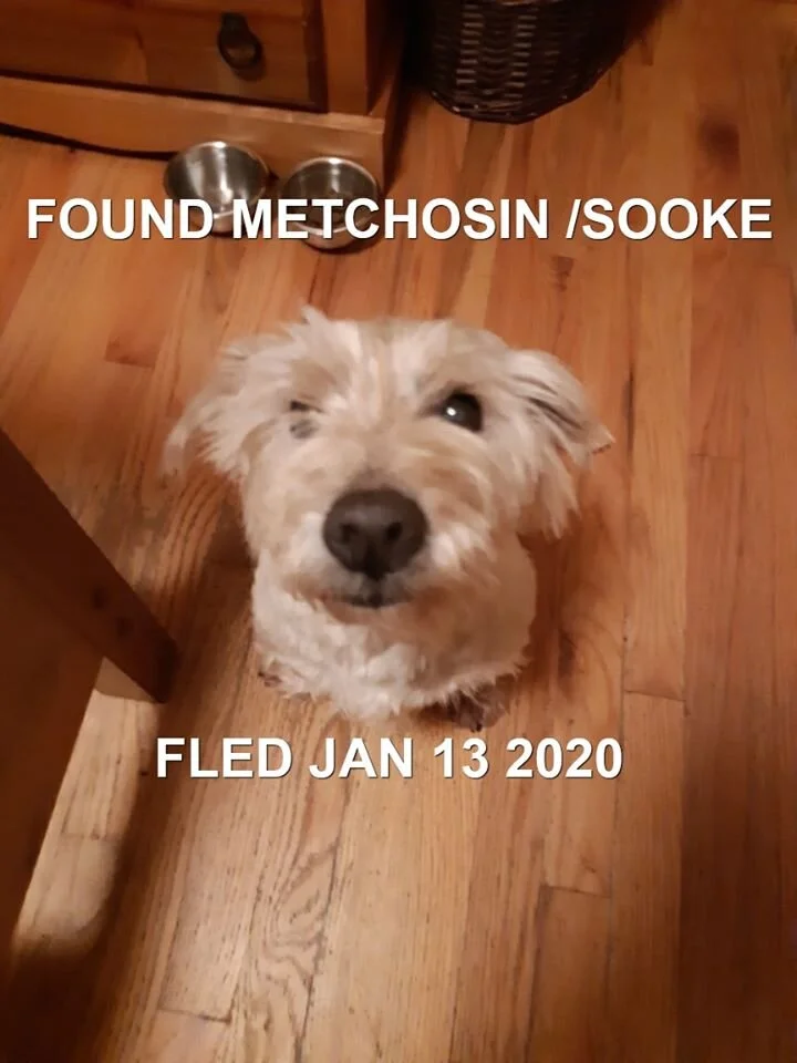 HAPPY TAILS - JAN. 15, 2020 - METCHOSIN / SOOKE BC