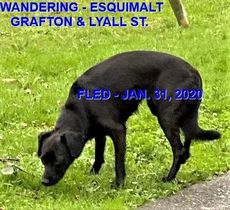 HAPPY TAILS -  ESQUIMALT - JAN. 31, 2020