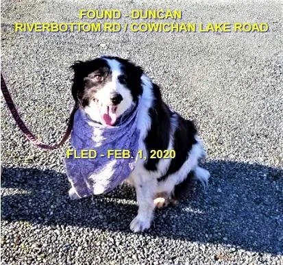 HAPPY TAILS - DUNCAN - FEB. 1, 2020