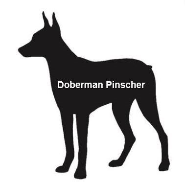 HAPPY TAILS - SAANICH - JAN 31, 2020