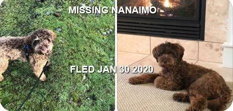 HAPPY TAILS - NANAIMO - JAN. 30, 2020 / Missing since Jan. 20th