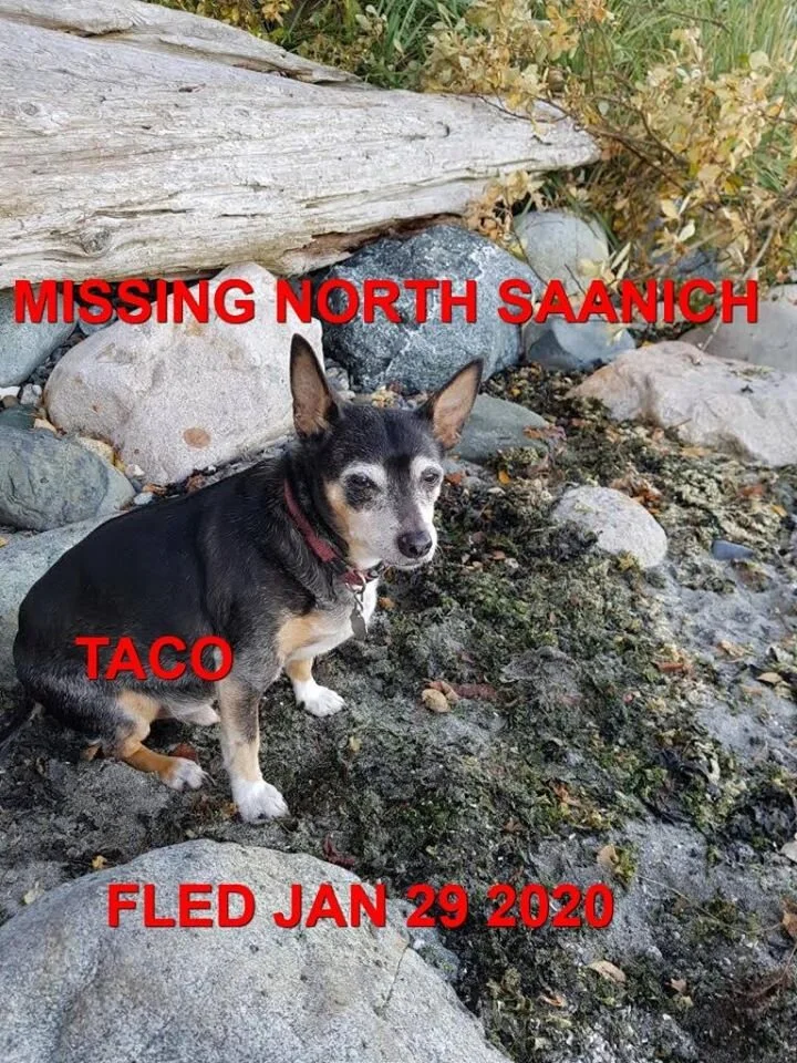 HAPPY TAILS - NORTH SAANICH - JAN 29, 2020 ** SENIOR **