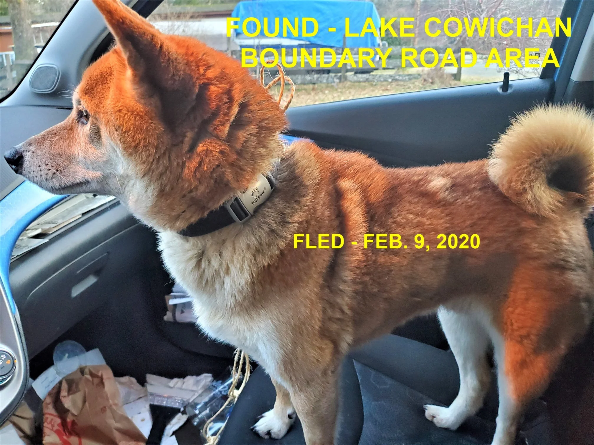 HAPPY TAILS - LAKE COWICHAN - FEB. 9, 2020